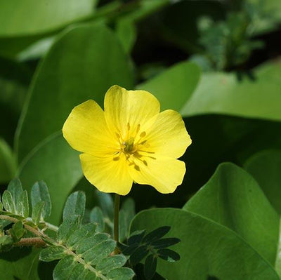 Tribulus (500mg)